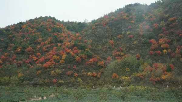 返鄉創業“花開”中國農村