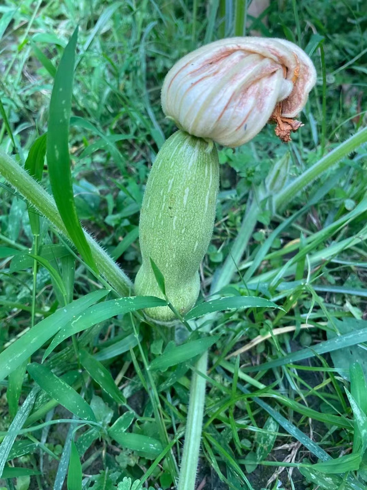 豐收季來襲！新華農場喜迎豐收季~