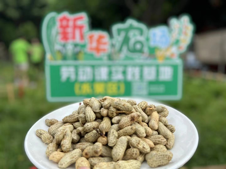 豐收季來襲！新華農場喜迎豐收季~